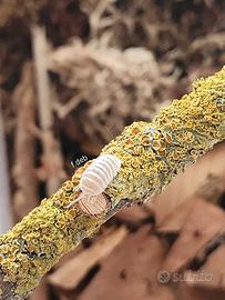 Isopodi - Armadillidium maculatum "champagne"