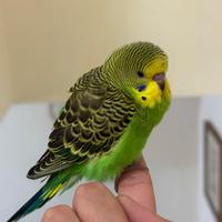 Cocoriti