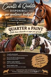 Cavalli/puledri/quarter/paint
