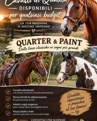 Cavalli/puledri/quarter/paint