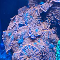 corallo acquario marino 