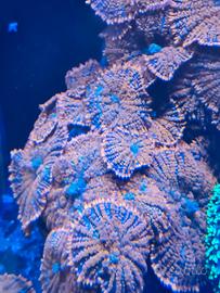 corallo acquario marino 