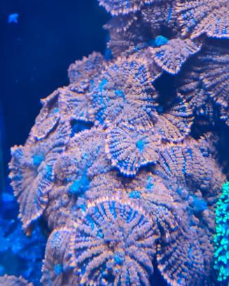 corallo acquario marino 