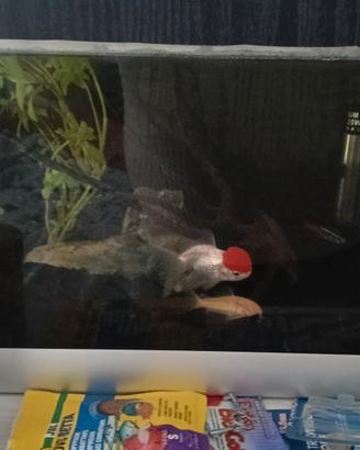 acquario 