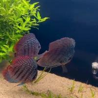 3 discus XL