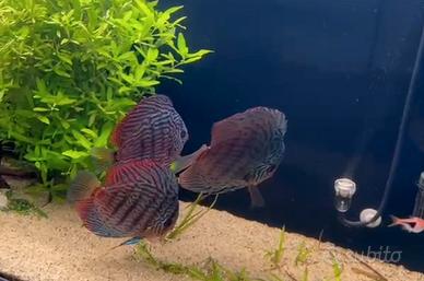 3 discus XL
