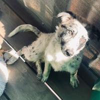 Dolce ed educato Cucciolo di 4 mesi
