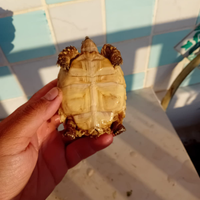 Tartarughe