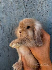 Coniglio Mini Lop
