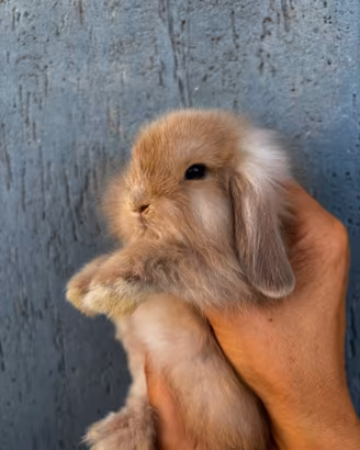 Coniglio Mini Lop