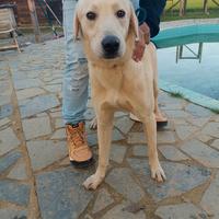 Mix labrador