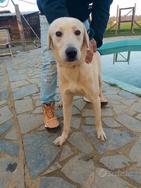 Mix labrador