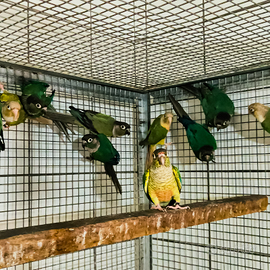 Pyrrhura guance verdi ( Pyrrhura molinae)