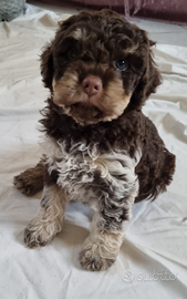 Lagotto Romagnolo
