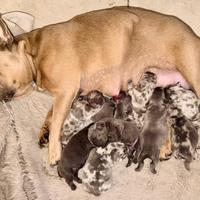 Bull dog francese