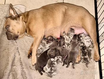 Bull dog francese