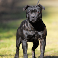 Staffordshire bull terrier