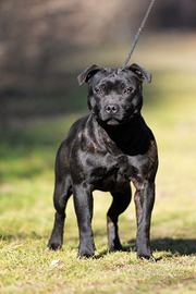 Staffordshire bull terrier