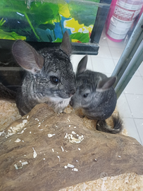 Cincilla' allevati a mano