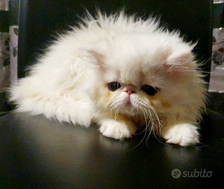 Gatti persiani persiani