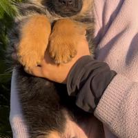 Cuccioli pastote tedesco