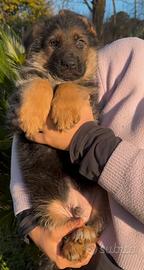 Cuccioli pastote tedesco