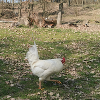 Galli
