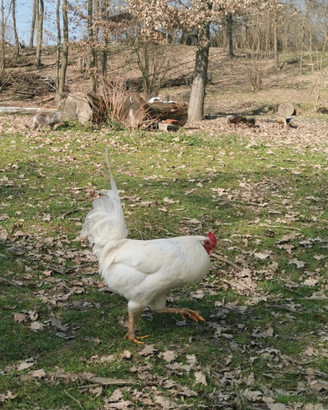 Galli