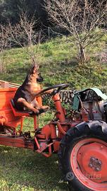 Trattore pasquali 941