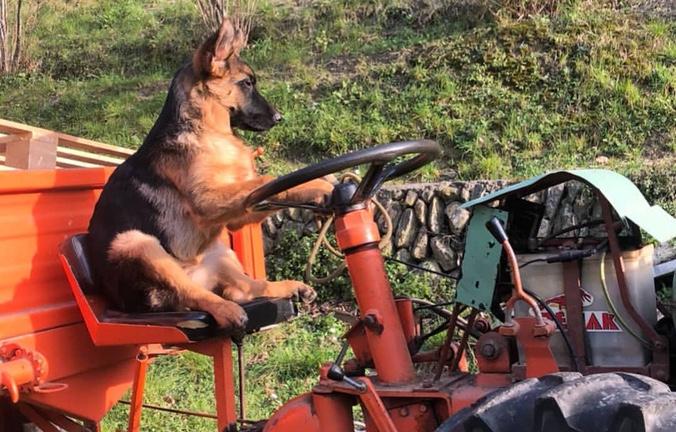 Trattore pasquali 941