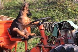 Trattore pasquali 941