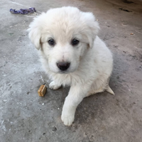 Cucciolo di Maremmano