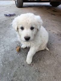 Cucciolo di Maremmano