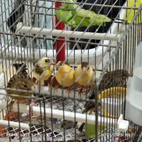 Canarini pezzate 2026