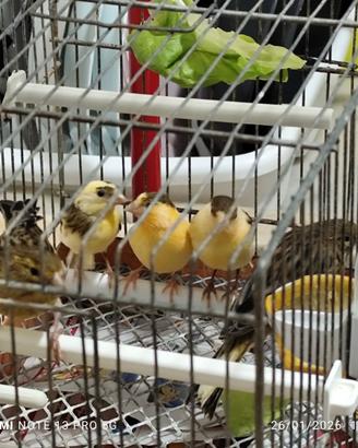 Canarini pezzate 2026