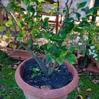 Piante di limone, camelie e azzalee