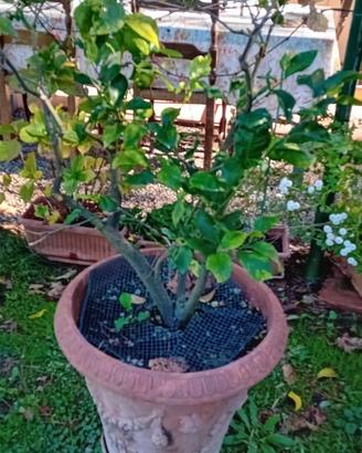 Piante di limone, camelie e azzalee