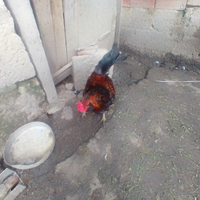 Galli