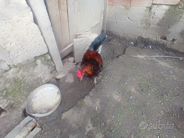 Galli