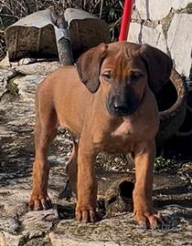 Rhodesian ridgeback
