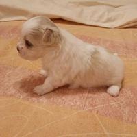 Cuccioli di maltesi