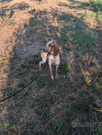 Bracco italiano