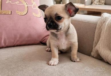 cucciola di chihuahua 