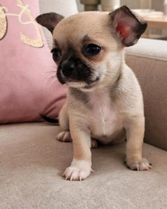cucciola di chihuahua 