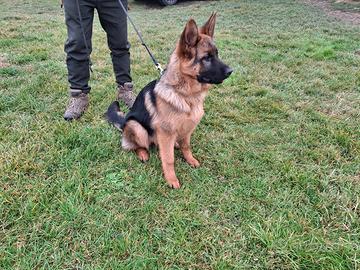 Cucciola pastore tedesco