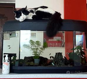 Acquario 90litri+mobiletto