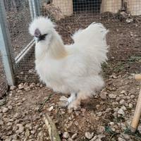 Gallo Moroseta