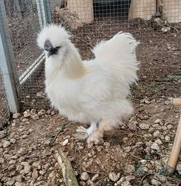 Gallo Moroseta