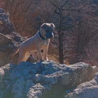 Cane corso