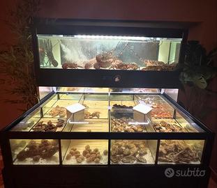 Acquario